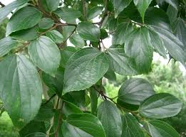 Celtis sinensis